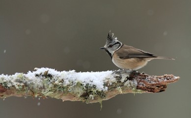 Crested Tit in the Snow