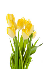 Beautiful bouquet of yellow tulips on a white background.