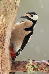 Great Spotted Woodpecker in Winter