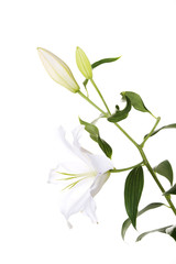 White lily flower