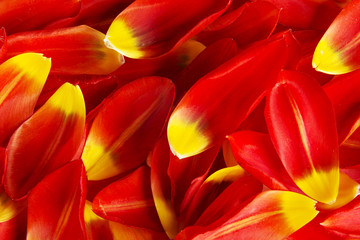 Fototapeta premium Red and yellow petals