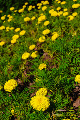 Blooming marigold tagetes