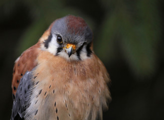 American Kestrel Face