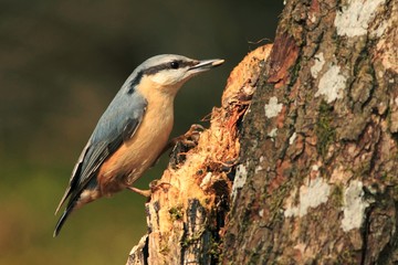 Nuthatch (Sitta europaea)