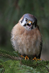 Screeching American Kestrel (Falco sparverius)