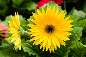 Gerbera daisy plant in bloom
