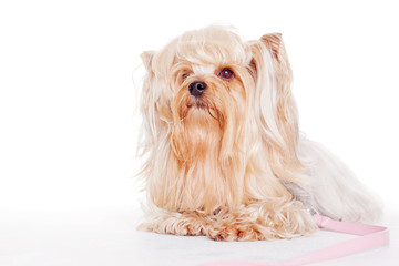 cute yorkshire terrier on a white background