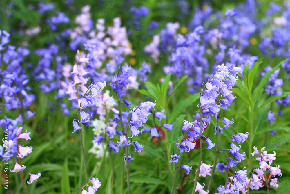 Canvas Prints bluebells meadow