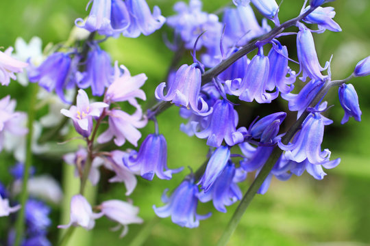 Bluebells meadow