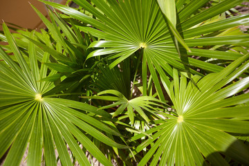 Exotic plant at caribbean resort.