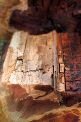 Verfaulter Baumstamm