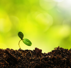 Green sprout growing from ground