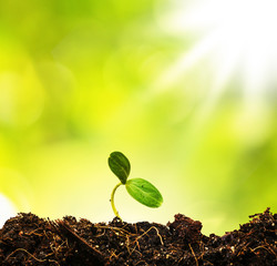 Green sprout growing from ground, new or start or beginning conc