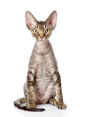 devon rex cat sitting in front. looking at camera. isolated on w