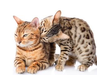 Obraz premium two Bengal cats (Prionailurus bengalensis). isolated on white 