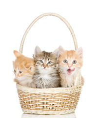 three small kittens in a basket. isolated on white background
