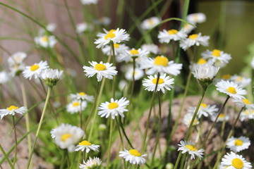 Fototapeta premium chamomile