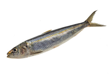 Fresh Herring