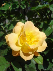 Yellow rose
