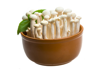 Japan mushroom Shimeji