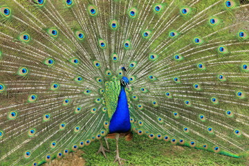 Naklejka premium paon en parade