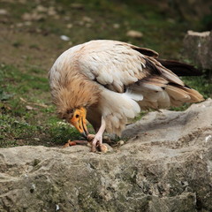vautour d'égypte dévorant sa proie