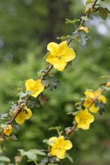 California flannelbush, fremontodendron californicum