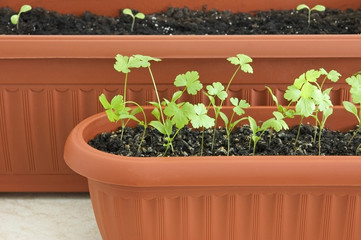 Young seedlings of parsley and lettuce in pots close up