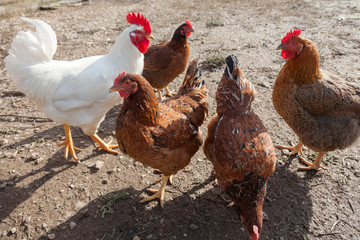 Hens in the yard