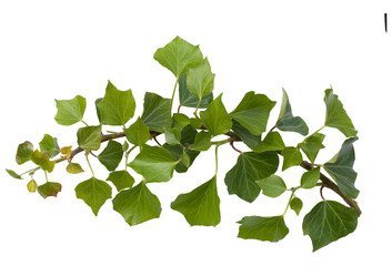 Efeu, Hedera helix
