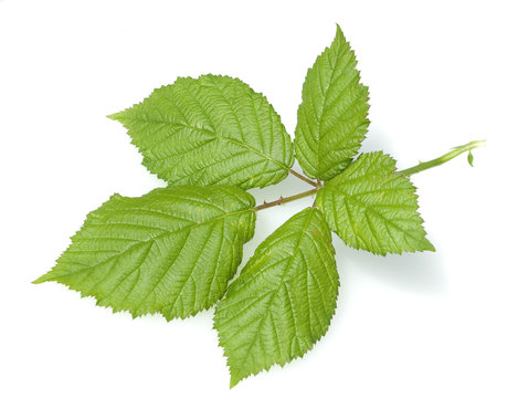 Brombeere, Rubus fructicosa, Blatt