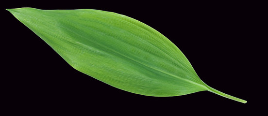 Maigloeckchen, Convallaria majalis