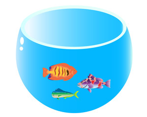 home aquarium with three fish