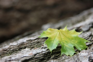 Blatt auf Baumstamm