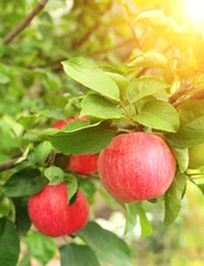 Crop of apples