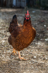 Hen in the yard