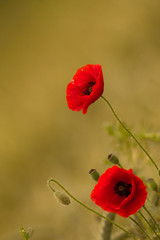 Obraz premium poppy card