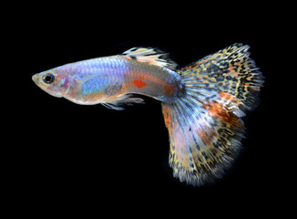 fish guppy pet isolated on black background