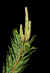 Macro of pine brunch