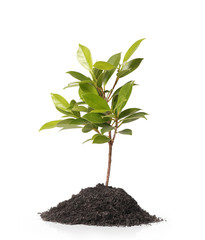 Young green plant