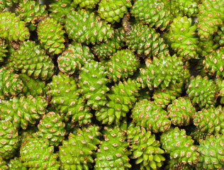 Pine cones background
