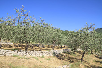 Olive grove in Greece