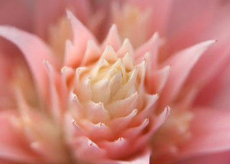 Fototapeta na wymiar Inside details of beautiful pink flower