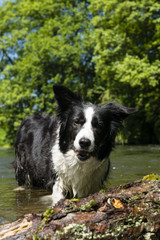 Bordercollie