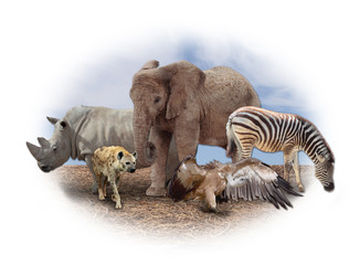Naklejka na ściany i meble african animals
