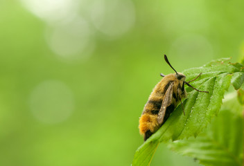Hemaris Tityus