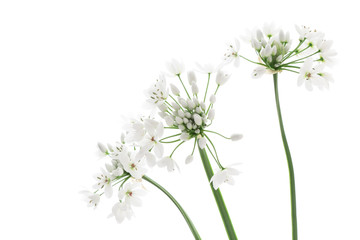 Fototapeta premium Allium neapolitanum isolated on white background