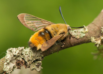 Hemaris Tityus