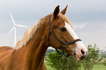 A portrait of red horse