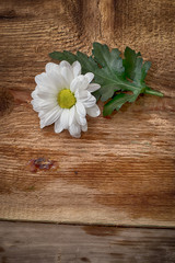 Fototapeta premium chamomile